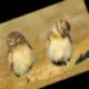 火牛网