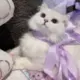 小猫