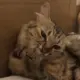 黑月旋律