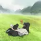qq
