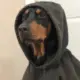 小金鱼。