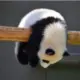 社会绿巨人的头像-投影工坊