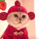 白鸽