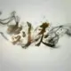 slolil的头像-天机阁