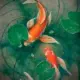 drimsilver的头像-天机阁