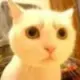 ucat