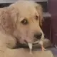 圣光领主