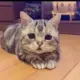 哈哈