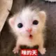 是只小香猪的头像-投影工坊