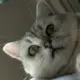 高文