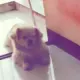 aaalsl