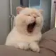 2437797919