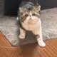 zz