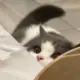 aniu
