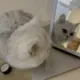 窦娥子