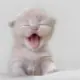 爱博客