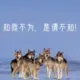 狼豪