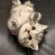 qq