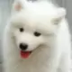佚名
