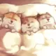 sjjhdkj
