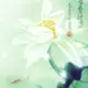 HHHHGYSL的头像-天机阁