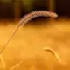 草陌