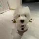 阿伟阿瓦瓮安的头像-投影工坊