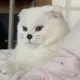 pomelocat