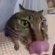 114514owo9178的头像-投影工坊