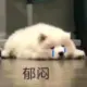 JACKANDY的头像-投影工坊
