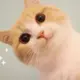 hensong