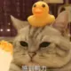 z983521758的头像-天机阁