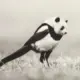 阿山