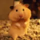 liry