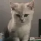 vackey