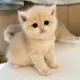tory