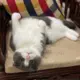 Kevin