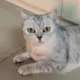 I度