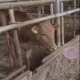梨子栗