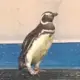 爱蝌蚪