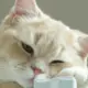 罹