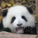 xiaolongff