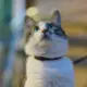 Oli