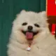jiany