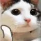 feng