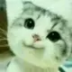 准风月谈