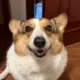 jgdyduc