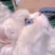 lan27211的头像-投影工坊