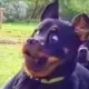 hai
