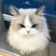 鱼玄机
